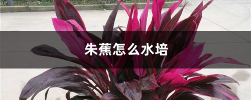 朱蕉怎么水培