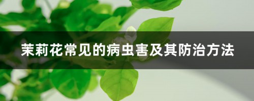 茉莉花常见的病虫害及其防治方法