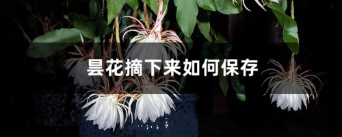 昙花摘下来如何保存？