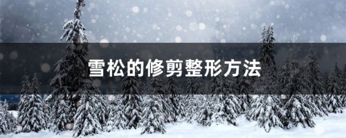 雪松的修剪整形方法