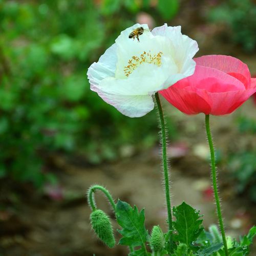 种花 盆